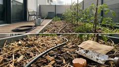 11 Dinge, die ich im Gemüsegarten nicht mehr mache – für weniger Arbeit und mehr Ernte