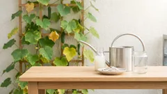 Gurkenblätter werden gelb? Mit diesen 3 milden Hausmitteln düngst du natürlich und effektiv