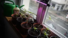 Tomaten- und Paprika-Setzlinge richtig düngen: timing, dosis und Licht für kräftige Jungpflanzen